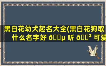 黑白花幼犬起名大全(黑白花狗取什么名字好 🐵 听 🌲 可爱)
